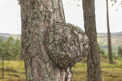 Obraz na plátne Tumor on tree