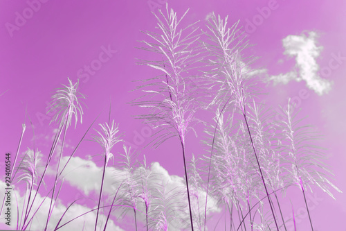 Silver Feather Plant, flowering Asia grass plant Miscanthus sinensis in Philippine nature pink color