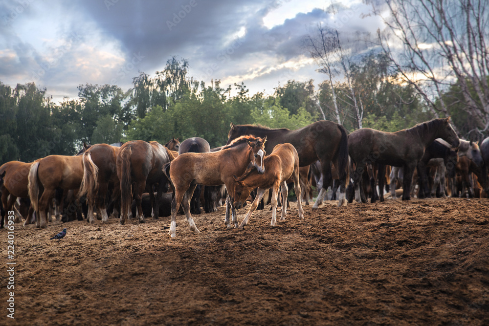 Fototapeta premium Horses