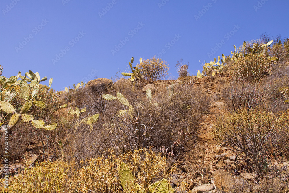 Cactus plants in Spain Cactus plants in Spain