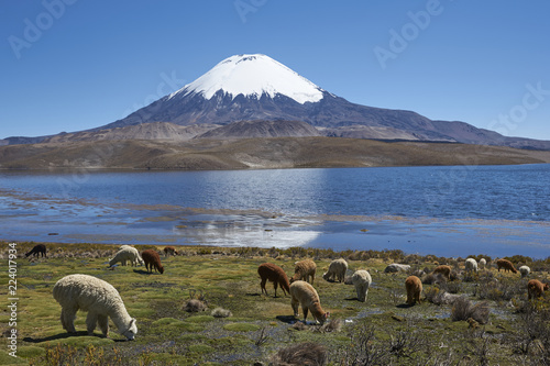 Alpaca's grazing on the shore of Lake Chungara at the base of Parinacota Volcano, 6,324m high, in the Altiplano of northern Chile. photo