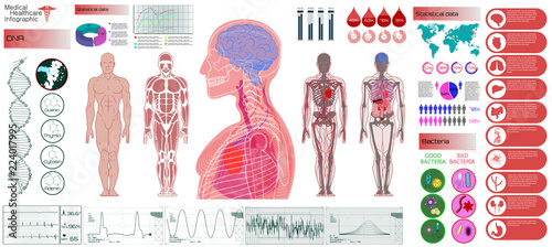 Human Anatomy, Body With Internal Organs. Medical Infographic Set. Illustration of Heart Scan, Human Body, Electrocardiogram, DNA, Arteries and Bervous System. Medical Infographic Vector Illustration