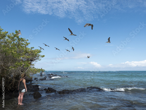 Pelicans flying over galapagos mangroves and sea
