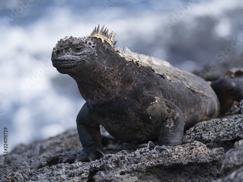 Smiling Galapagos Iguana