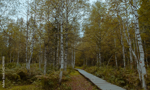 autumn forest