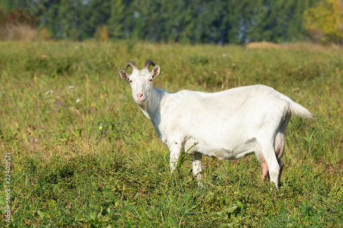 Wallpaper Mural goat in a meadow Torontodigital.ca
