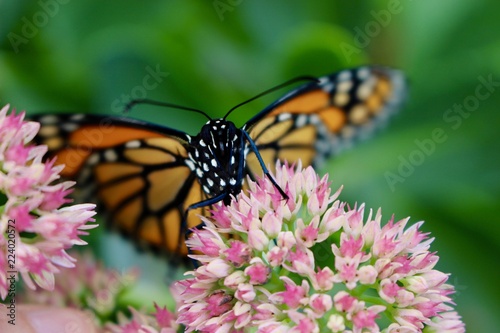 Monarch Butterfly On A Flower © Brianna