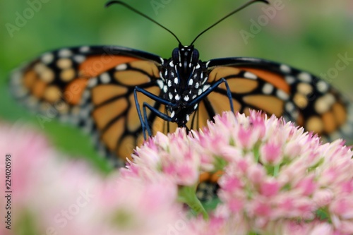 Monarch Butterfly On A Flower