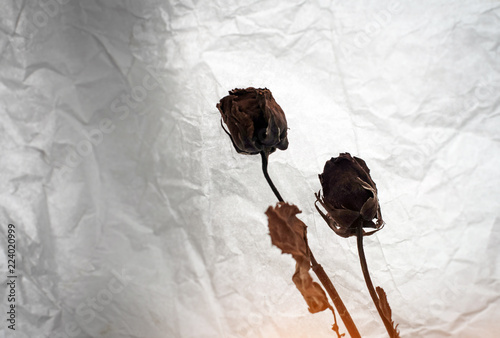 Dried roses put on grunge surface background,warm light tone,blurry lightaround,silhouette style photo