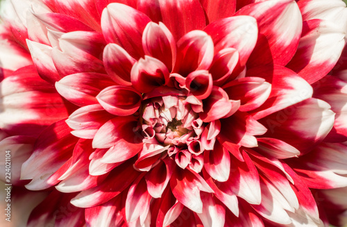 Fototapeta Naklejka Na Ścianę i Meble -  Rote-weiße Balldahlie (Asteraceae) in Großaufnahme.