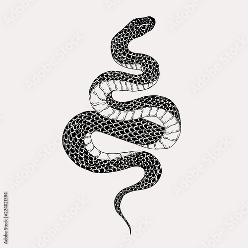 Obraz na plátně Hand drawn vintage snake illustration