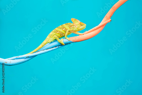 Abstract animal background, Agamidae animal wildlife, The cute chameleon is change two color on the tree. photo