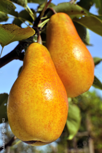  close-up of big ripe pears on a tree branch in the orchard, evening lighting