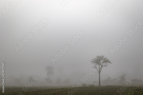Lonely tree in the mist in northern Thailand