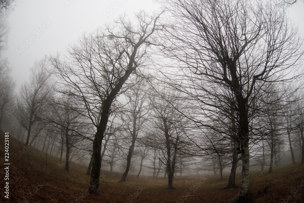 Landscape with beautiful fog in forest on hill or Trail through a mysterious winter forest with autumn leaves on the ground. Road through a winter forest. Magical atmosphere. Azerbaijan Landscape with beautiful fog in forest on hill or Trail through a mysterious winter forest with autumn leaves on the ground. Road through a winter forest. Magical atmosphere. Azerbaijan