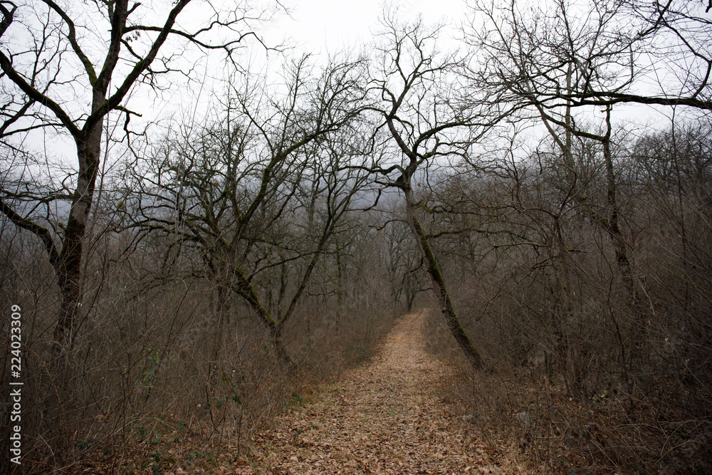 Landscape with beautiful fog in forest on hill or Trail through a mysterious winter forest with autumn leaves on the ground. Road through a winter forest. Magical atmosphere. Azerbaijan Landscape with beautiful fog in forest on hill or Trail through a mysterious winter forest with autumn leaves on the ground. Road through a winter forest. Magical atmosphere. Azerbaijan