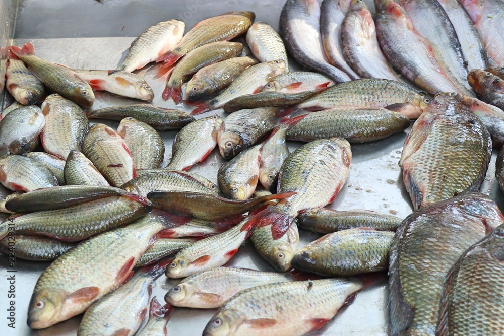 fresh fish in market