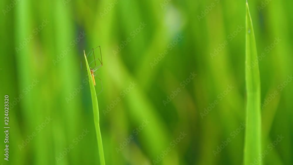 Slow motion video of macro spider walking on green rice plant in paddy field at countryside in Chiangmai, Thailand (High Speed Video) Slow motion video of macro spider walking on green rice plant in paddy field at countryside in Chiangmai, Thailand (High Speed Video)