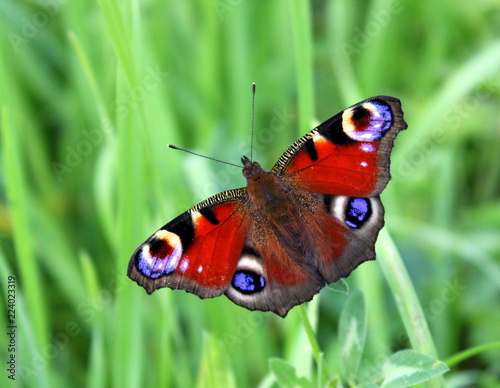 Beautiful butterfly nymphalide Peacock Eye