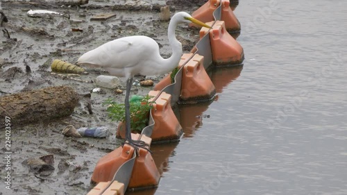 Great egret looks for food in polluted water2 4K photo