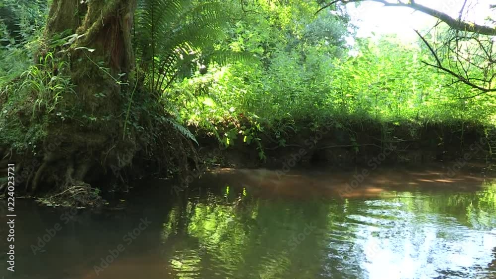 Ruisseau en sous bois Ruisseau en sous bois