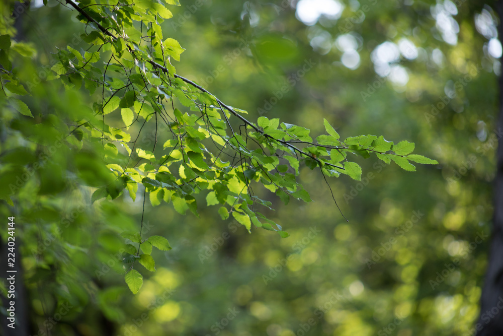 tree with moss on roots in a green forest or moss on tree trunk. Tree bark with green moss. Azerbaijan nature. tree with moss on roots in a green forest or moss on tree trunk. Tree bark with green moss. Azerbaijan nature.