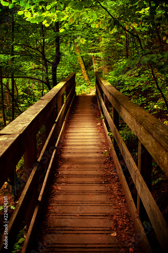 Beautiful wooden mountain bridge in a fresh green forest is a perfect scene for hiking in a moody autumn nature landscape. Ilsetal in Ilsenburg  National Park Harz in Germany