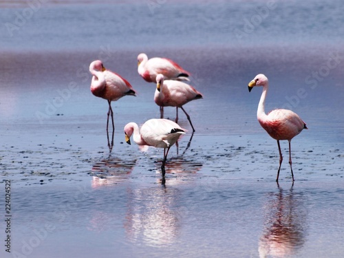Group of five pink flamingos resting at the Laguna colorada at the mysterious landscape of the Altiplano, Bolivia