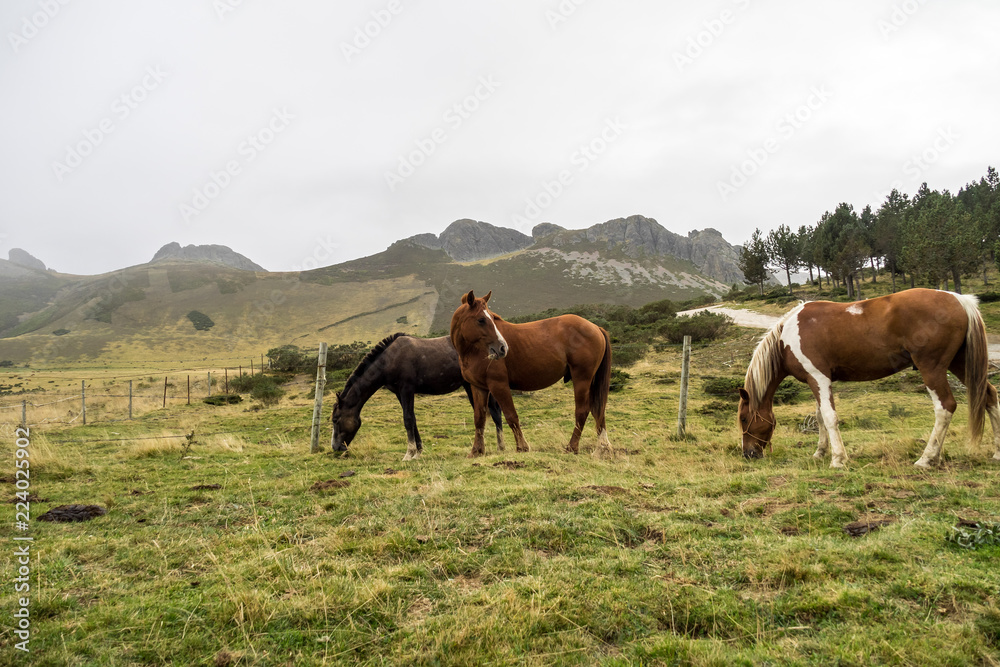 Spanien - Kantabrien - Pferde in den Picos de Europa