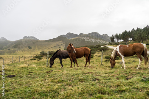 Spanien - Kantabrien - Pferde in den Picos de Europa © rudiernst