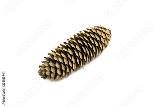 fir cone on white background