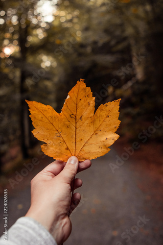 Holding a orange autumn colorful maple leave in a hand in a moody autumn forest nature environment. Ilsetal in Ilsenburg  National Park in Germany