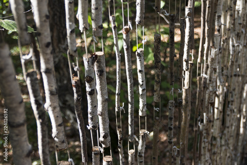 birch curtains in the forest