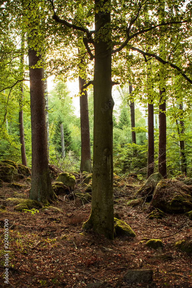 Naklejka premium Beautiful and colorful green tree in a moody autumn forest with sunlight. Ilsetal in Ilsenburg, National Park in Germany