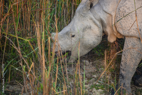 rhinoceros in kaziranga national park 