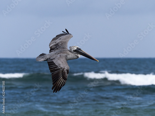Ecuador, flying pelican