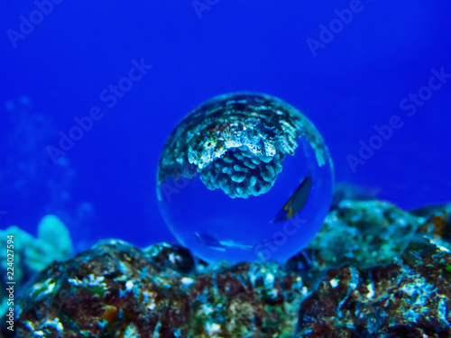 Diver and Tropical Fish Wrasse Captured in Glass Ball Under Water on Blue Background