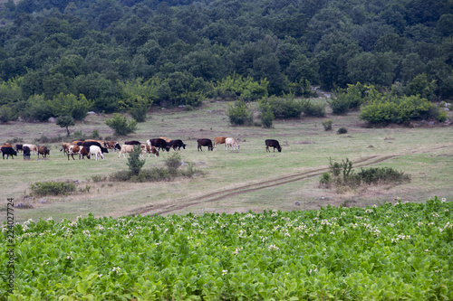 Tobacco field, wheel tracks and a herd of cows at the foot of a Bulgarian Rhodope Mountains hill in July photo