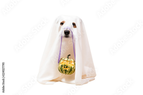 Fototapeta Naklejka Na Ścianę i Meble -  Dog under blanket as funny Halloween ghost holding Jack o'lantern carved pumpkin