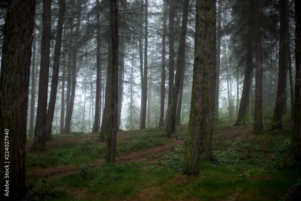 foggy forest foggy forest