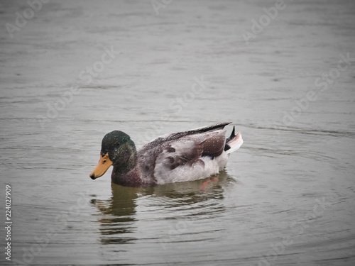 View of ducks in Cardiff Roath Park photo