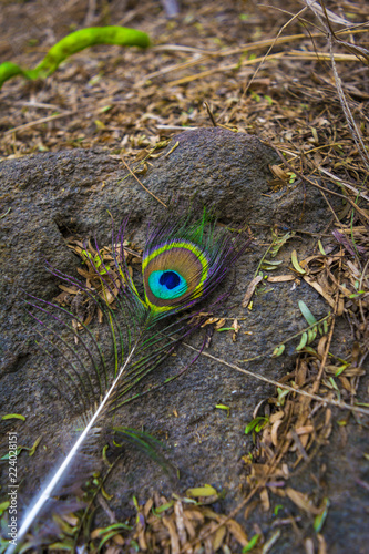 very colorful peacock tale feather laying on the ground