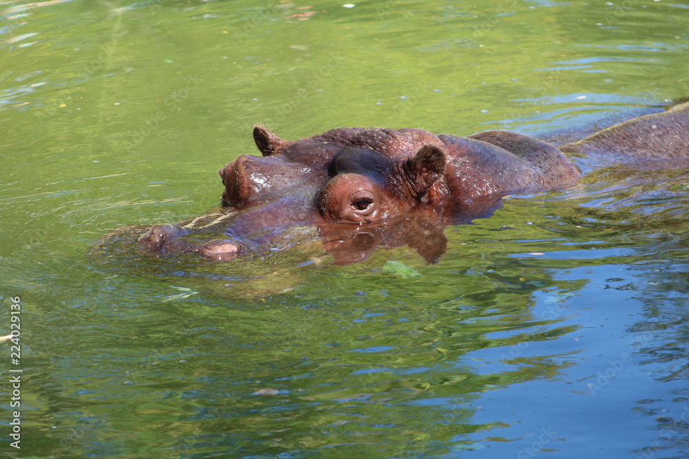 Fototapeta premium A hippo emerges from the water
