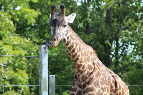 Canvas Print Giraffe standing tall at the zoo