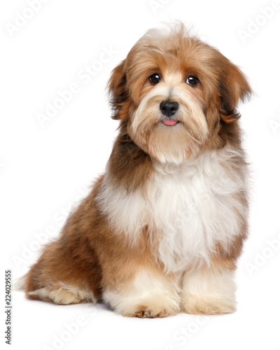 Cute red parti colored havanese puppy dog is sitting and looking at camera, isolated on white background © mdorottya