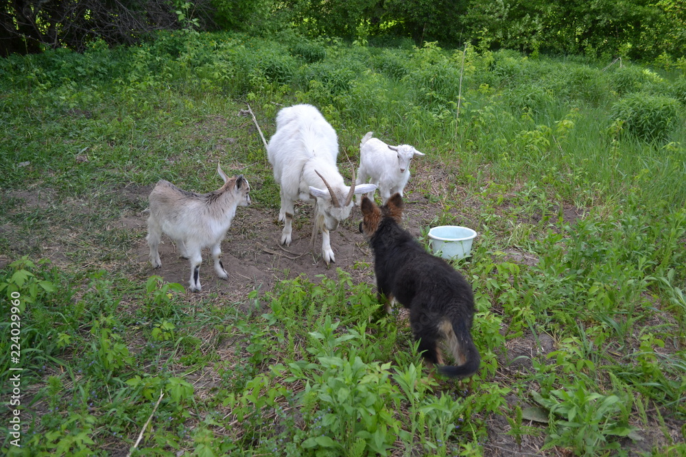 white horned goat with small goats and a dog white horned goat with small goats and a dog