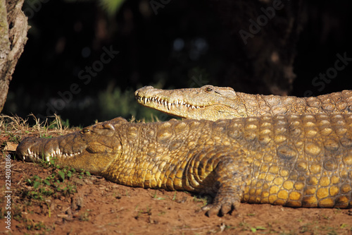 The Nile crocodile (Crocodylus niloticus), portrait of a great Nile crocodile in grass with other one.