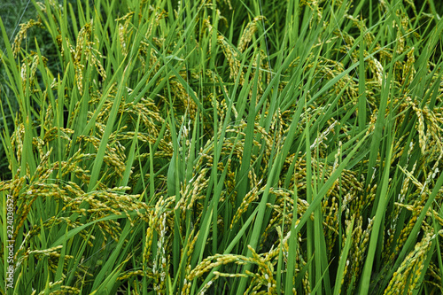Raw rice in rice field background