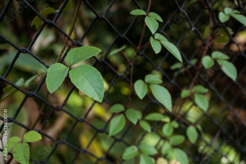 Ivy on steel fence