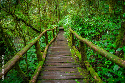 Ang ka nature trail , Rain forest at Doi Inthanon national park , Chiang mai , Thailand